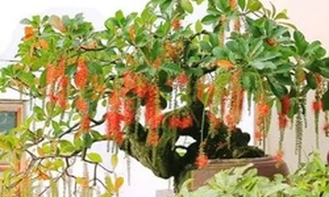 4 cây nhà giàu thích trồng
