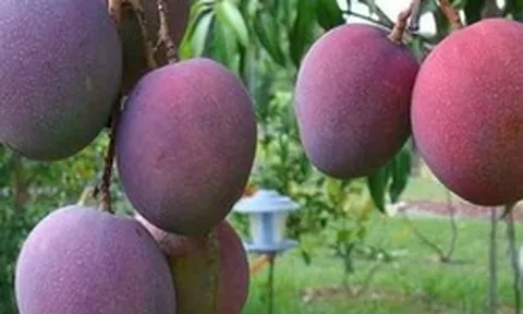 Loại quả ‘trứng của mặt trời’ vừa được đấu giá hơn 16 triệu đồng/cặp tại một quốc gia châu Á, Việt Nam vừa trồng thành công tại TP HCM