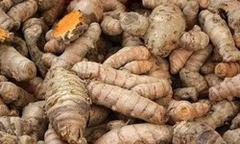 Lời khuyên dành cho những gia đình đang trồng nghệ