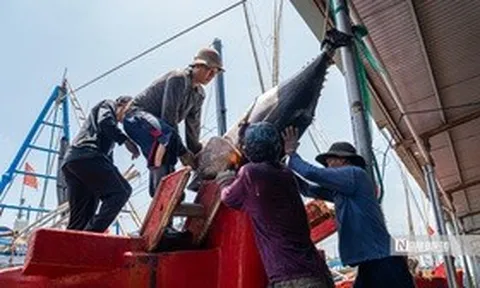 Ngư dân trúng lớn cá ngừ đại dương, có con nặng hơn 1 tạ