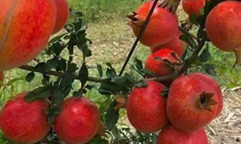 Tin vui cho 'tín đồ' trái cây ngoại: 2 loại quả nổi tiếng của Ấn Độ sắp vào Việt Nam, hứa hẹn giá 'vừa túi tiền'
