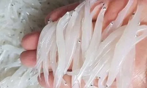 "Ngọc trong nước" độc nhất ở sông Đà, cực bổ dưỡng người già và trẻ nhỏ đều thích