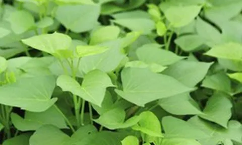2 điều tuyệt đối nên tránh khi ăn rau lang
