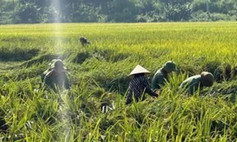 Công an đội mưa xuống đồng cứu lúa và "lá đơn cảm ơn" khiến ai đọc cũng ấm lòng