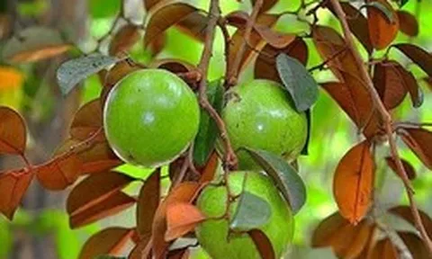 Lời khuyên dành cho các gia đình đang trồng vú sữa