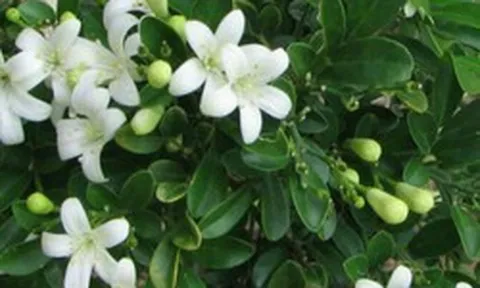 5 lý do bạn nên trồng một cây nguyệt quế trước nhà