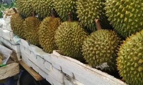 Lời khuyên khi mua sầu riêng