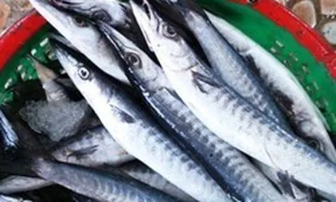 Loại cá nhọn hoắt có tên cực lạ, gây "nghiện" bởi vị đậm tự nhiên hiếm có