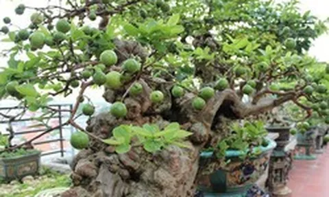 3 lý do bạn nên trồng một cây ổi trong nhà