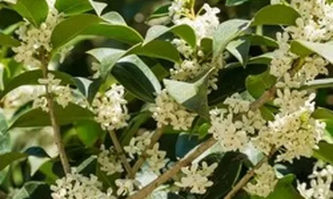 Lời khuyên dành cho những gia đình đang trồng cây mộc hương