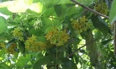 7 lý do tại sao nên trồng giàn thiên lý trong sân nhà