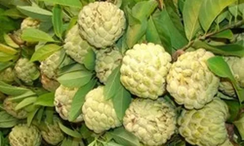 Lời khuyên dành cho các gia đình đang trồng na
