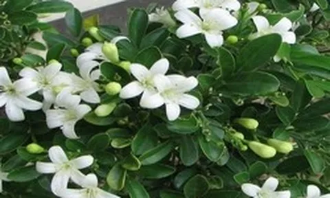 Lời khuyên dành cho những gia đình đang trồng cây nguyệt quế