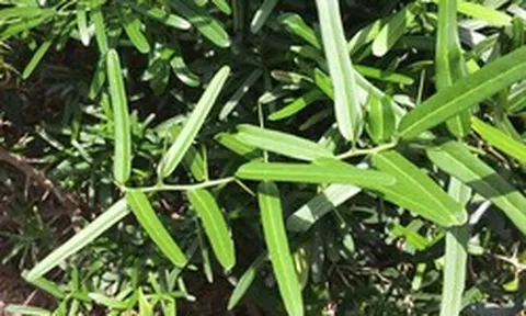 Ngỡ là cây dại ven đường, ai ngờ phần rễ bán tới 10 triệu/kg, vẫn có người mua