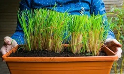 5 lý do bạn nên trồng sả trong nhà
