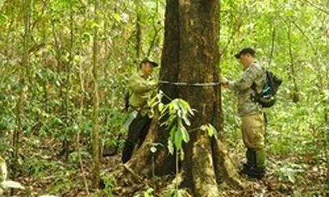 Loại gỗ quý tăng giá theo đường kính thân: Hiện vật 5.000 năm tuổi từng được định giá 10 tỷ đồng ở Hà Nội