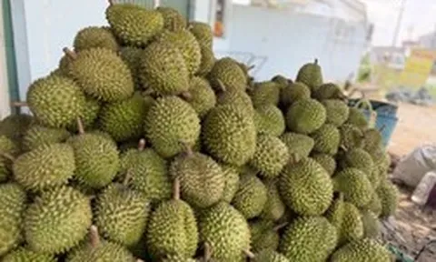 Cadimi: Lỗ hổng kỹ thuật hay hồi chuông cảnh báo với ngành sầu riêng?