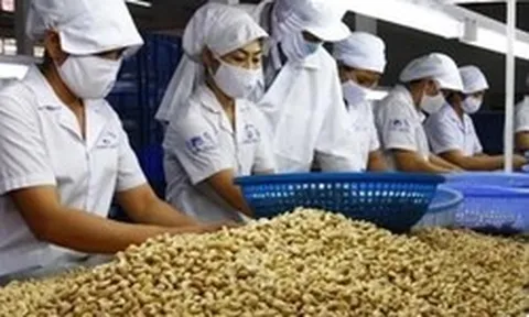 Ngành điều Việt Nam: Từ 'công xưởng chế biến' tới bài toán thương hiệu