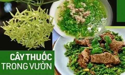 "Thần dược" mùa hè: Loại hoa vừa làm rau ngon, vừa là bài thuốc ngủ tự nhiên cho cả nhà