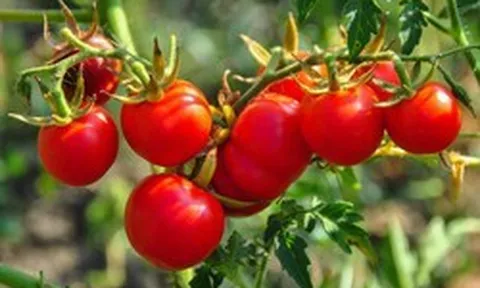 Dùng loại quả quen thuộc này mỗi ngày, người đàn ông từng bị chẩn đoán mỡ máu cao khiến bác sĩ bất ngờ khi khám lại: "Anh đã ăn gì trong một năm qua?"