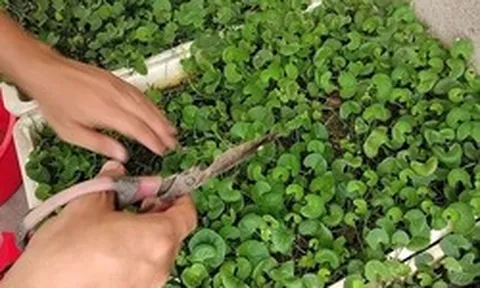 Lợi ích của rau má