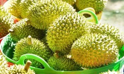 Sầu riêng rớt giá: Lối ra nào cho 'vua' trái cây?