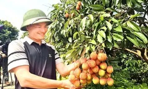 Vải Bắc Ninh mất mùa, 1 vườn vải u trứng vẫn bán giá kỷ lục