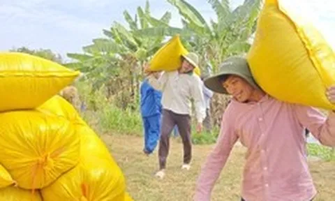 Lý do Việt Nam nhập khẩu lúa gạo đứng thứ 2 thế giới