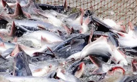 Mỹ báo tin vui cho một mặt hàng chủ lực của Việt Nam