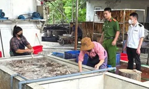 Phát hiện hơn 3 tấn lòng lợn thối chuẩn bị tiêu thụ tại Bắc Ninh