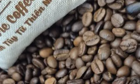 Giá cà phê hôm nay 23-5: Robusta tăng tiếp