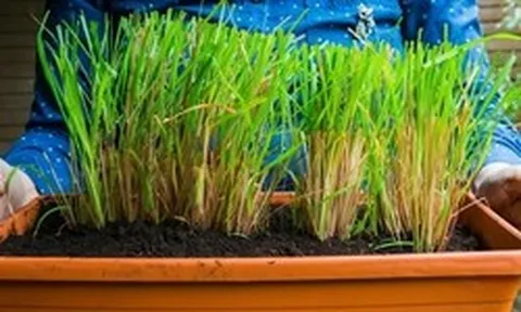 Lợi ích khi trồng sả
