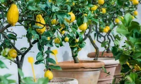 7 loại cây ăn quả có thể trồng ở ban công: Loại cuối cùng khiến nhiều người bất ngờ