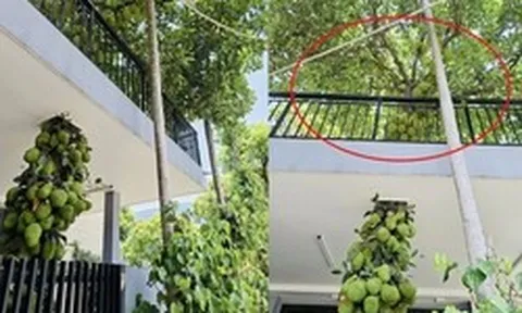 Cây mít trăm quả, mọc chi chít xuyên 2 tầng nhà ở Đà Nẵng, chủ nhà không bán mà để làm 1 việc