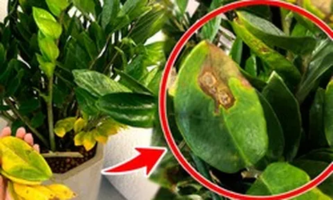 Cây kim tiền từng “nhà nào cũng có” giờ bị nhiều người âm thầm bỏ: 4 nhược điểm khiến ai trồng rồi cũng ngán