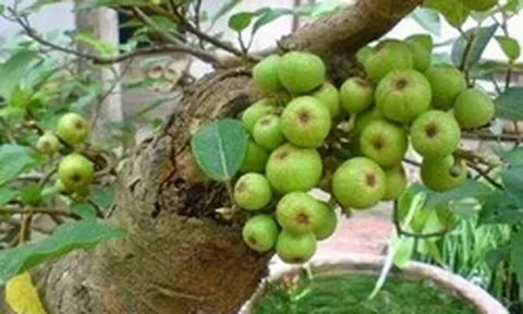 Lợi ích khi trồng cây sung