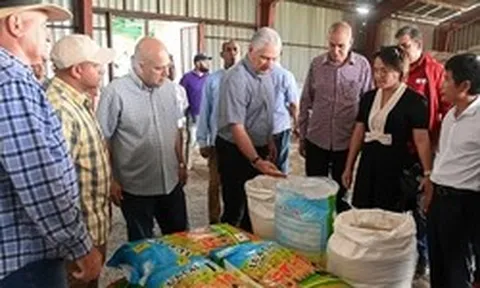 Cuba áp dụng 'bí quyết' trồng lúa của Việt Nam, thu kết quả khiến lãnh đạo bất ngờ