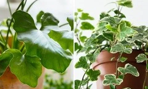 6 loại cây không nên trồng trong nhà