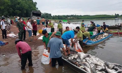 Hơn 200 tấn cá chết trắng hồ Trị An sau mưa lớn, người dân chung tay thu mua “giải cứu”