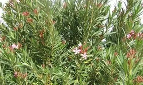 Trồng cây này trước nhà không khác gì "gọi" rắn, còn chứa kịch độc: Nhiều gia đình không hay biết