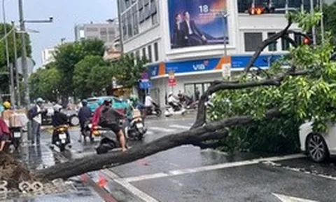 TPHCM: Cây xanh bật gốc giữa cơn mưa lớn, đè trúng 2 ô tô