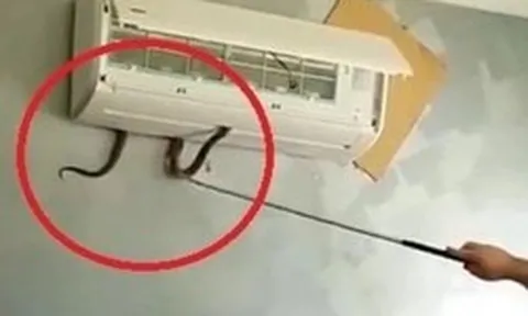 Cách phòng tránh rắn chui vào điều hòa trong ngày hè