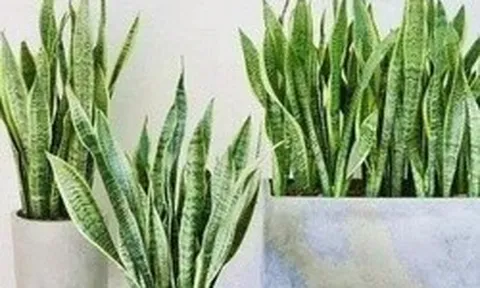 4 lời khuyên dành cho các gia đình đang trồng cây lưỡi hổ