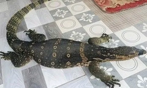 Người dân ở Tây Ninh giao nộp con vật quý hiếm nặng 6,5 kg