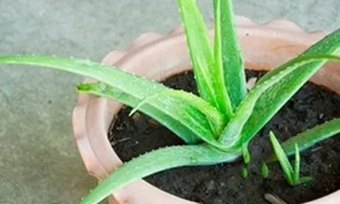 Công dụng khi trồng nha đam