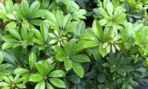 Công dụng của cây ngũ gia bì
