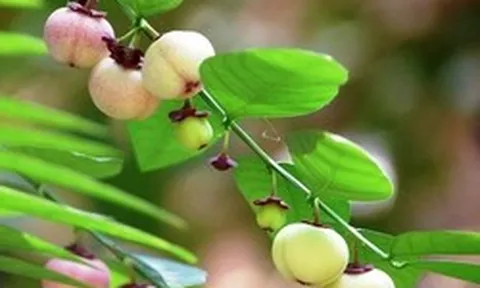 Công dụng của rau ngót