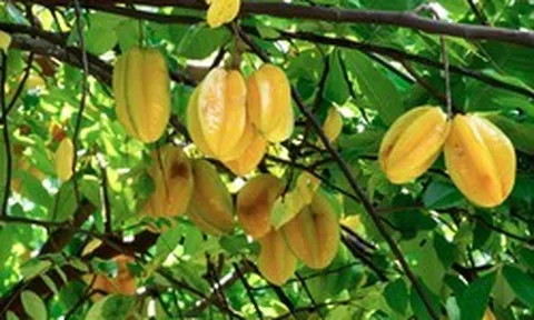 Vì sao người xưa thường trồng cây khế trong sân nhà?