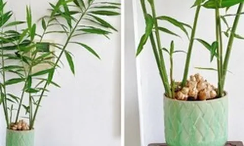 4 lý do vì sao bạn nên trồng cây gừng trong nhà