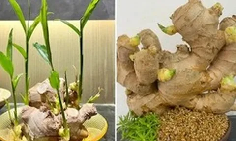 Vì sao nhiều gia đình thích trồng gừng quanh nhà?
